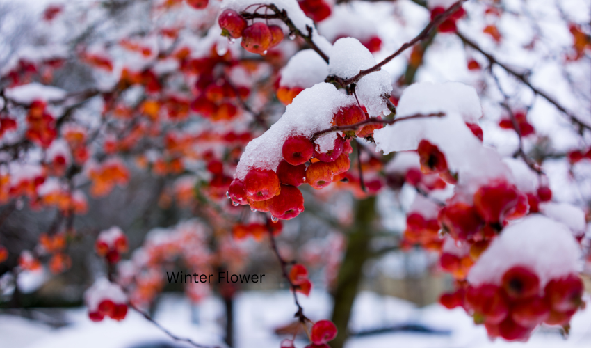 Winter Flower