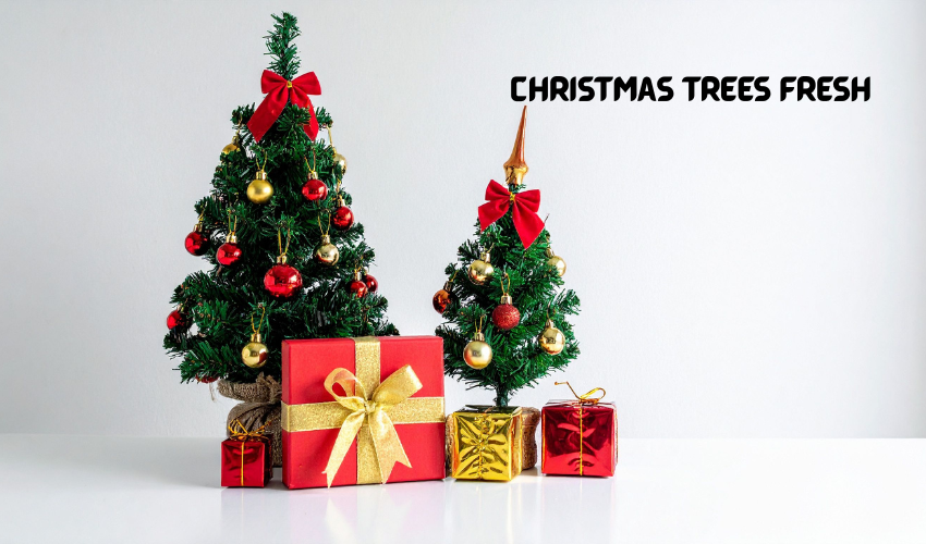 Christmas trees fresh