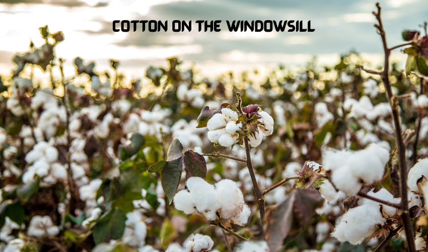 Cotton on the windowsill